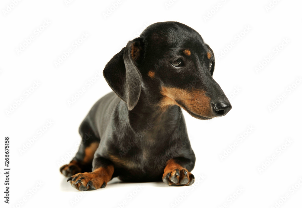 Studio shot of an adorable black and tan short haired Dachshund looking sad