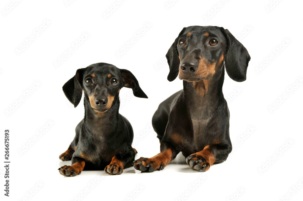 Studio shot of an adorable black and tan short haired Dachshund looking curiously at the camera