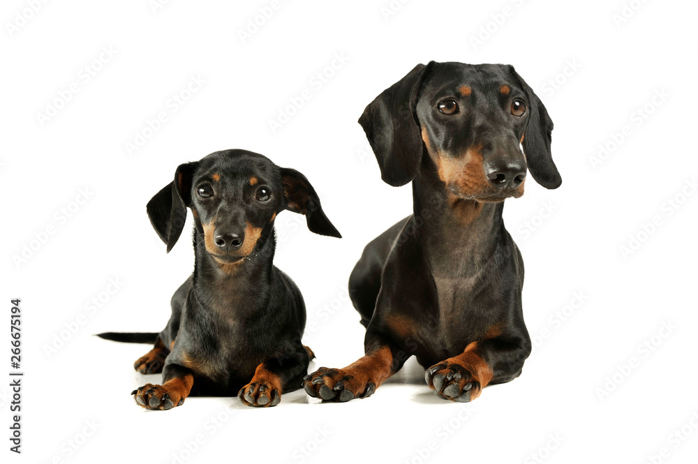 Studio shot of an adorable black and tan short haired Dachshund looking curiously at the camera