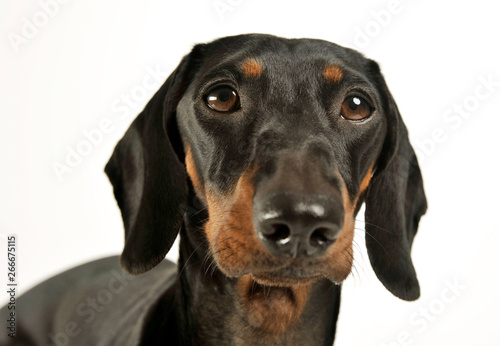 Portrait of an adorable black and tan short haired Dachshund looking curiously at the camera © kisscsanad