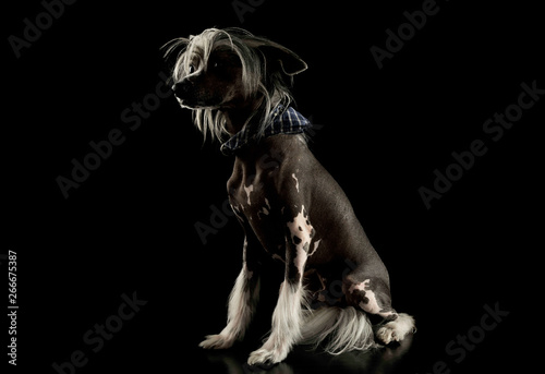 Studio shot of an adorable Chinese crested dog looking curiously