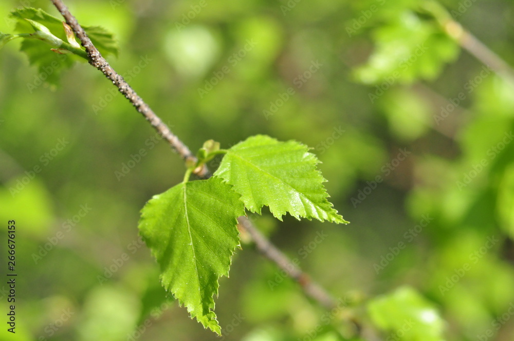 green leaves of a tree green leaves of a tree