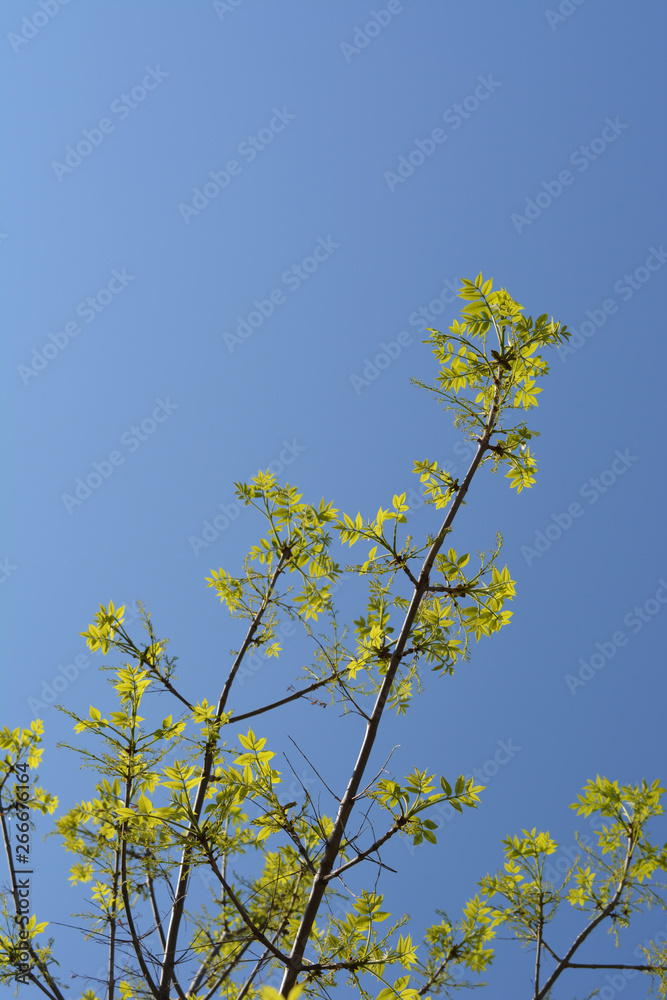 Fresh green leaves of Acer negundo tree against clear blue sky. Fresh green leaves of Acer negundo tree against clear blue sky.