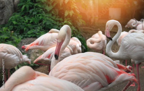 Flamboyance of greater flamingos wading in the zoo.