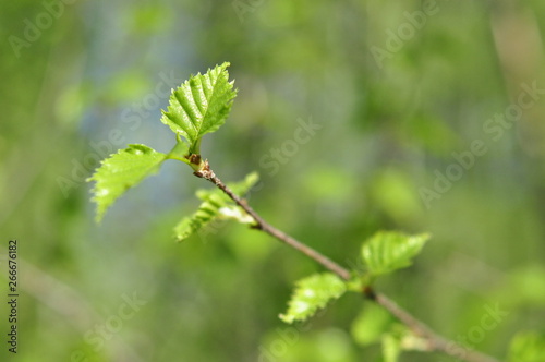 branch with leaves on green background