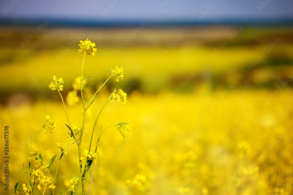 Beautiful fields of Bright yellow wild flowers. Summer. Winter cress. Barbarea.