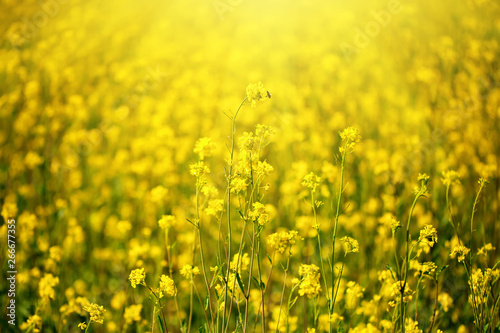 Beautiful fields of Bright yellow wild flowers. Summer. Winter cress. Barbarea. © Anna