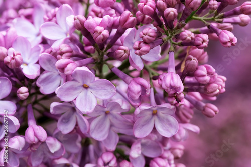 Lilac blooms close-up