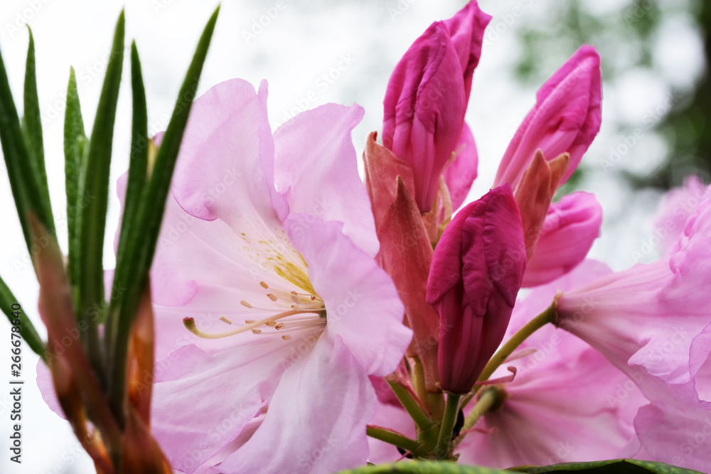 Fototapeta premium Beautiful spring flowers on rhododendron