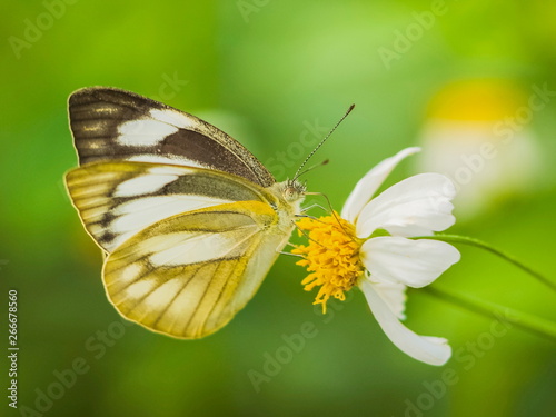 Beautiful Cepora nerissa dapha Common Gull butterfly on the pollen of white flower with green nature blurred background. photo