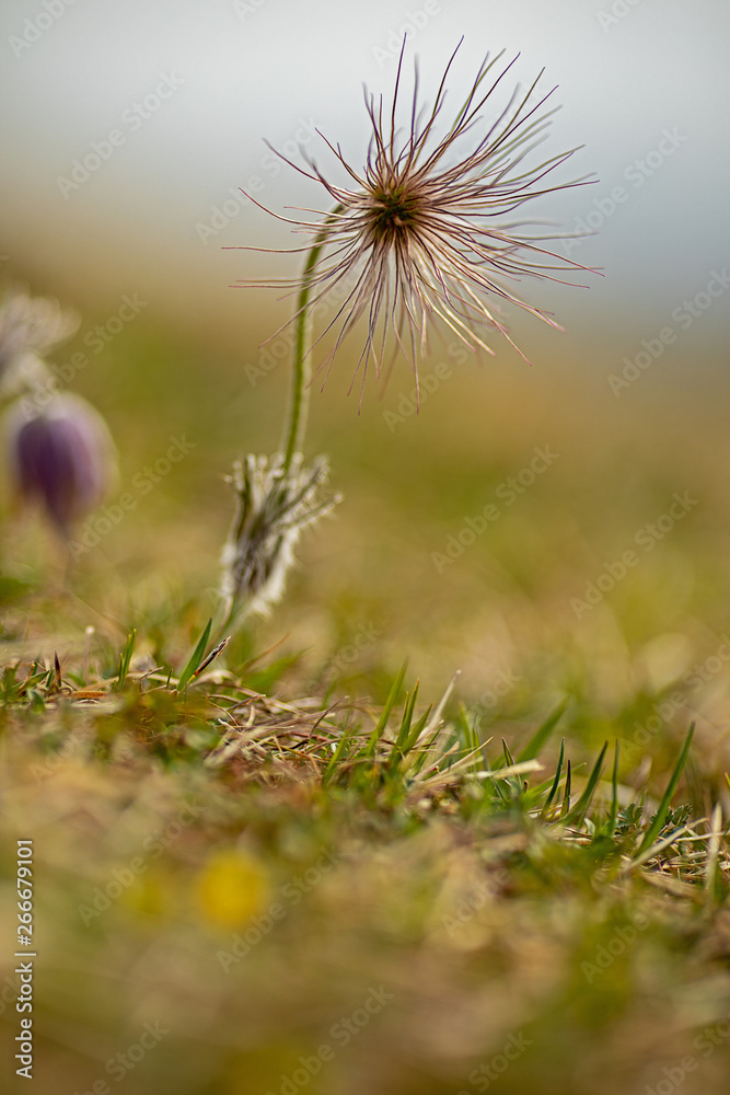 seed of a pasque flower Pulsatilla vulgaris