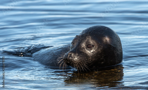 The Ladoga ringed seal swimming in the water. Blue water background. Scientific name: Pusa hispida ladogensis. The Ladoga seal in a natural habitat. Summer season. Ladoga Lake. Russia