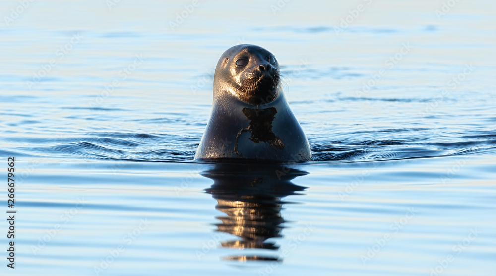 Obraz premium The Ladoga ringed seal swimming in the water. Blue water background. Scientific name: Pusa hispida ladogensis. The Ladoga seal in a natural habitat. Summer season. Ladoga Lake. Russia