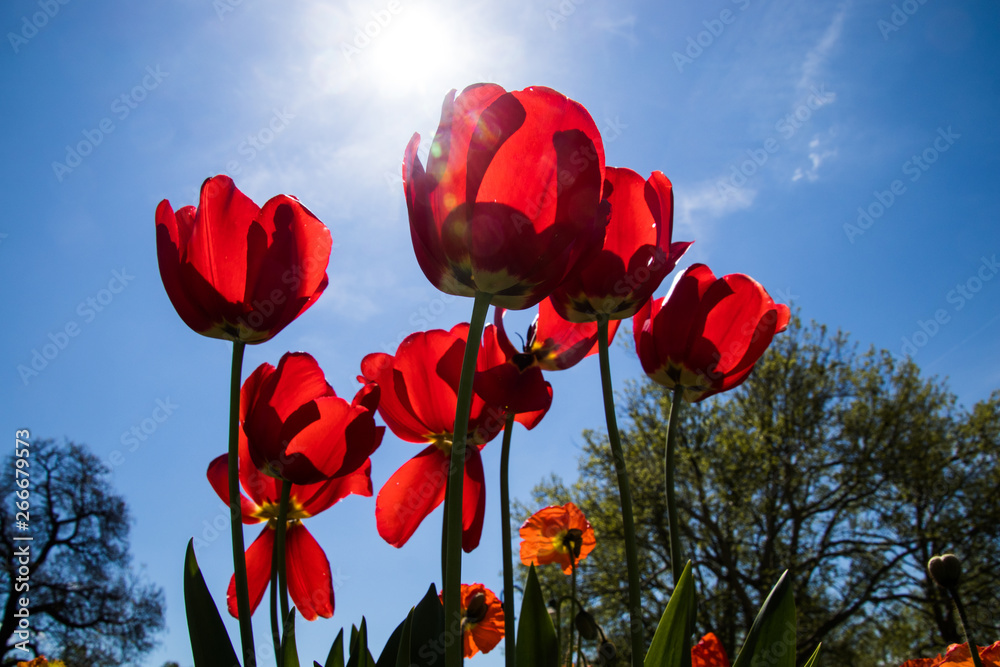 Obraz premium Tulpen in einem Park