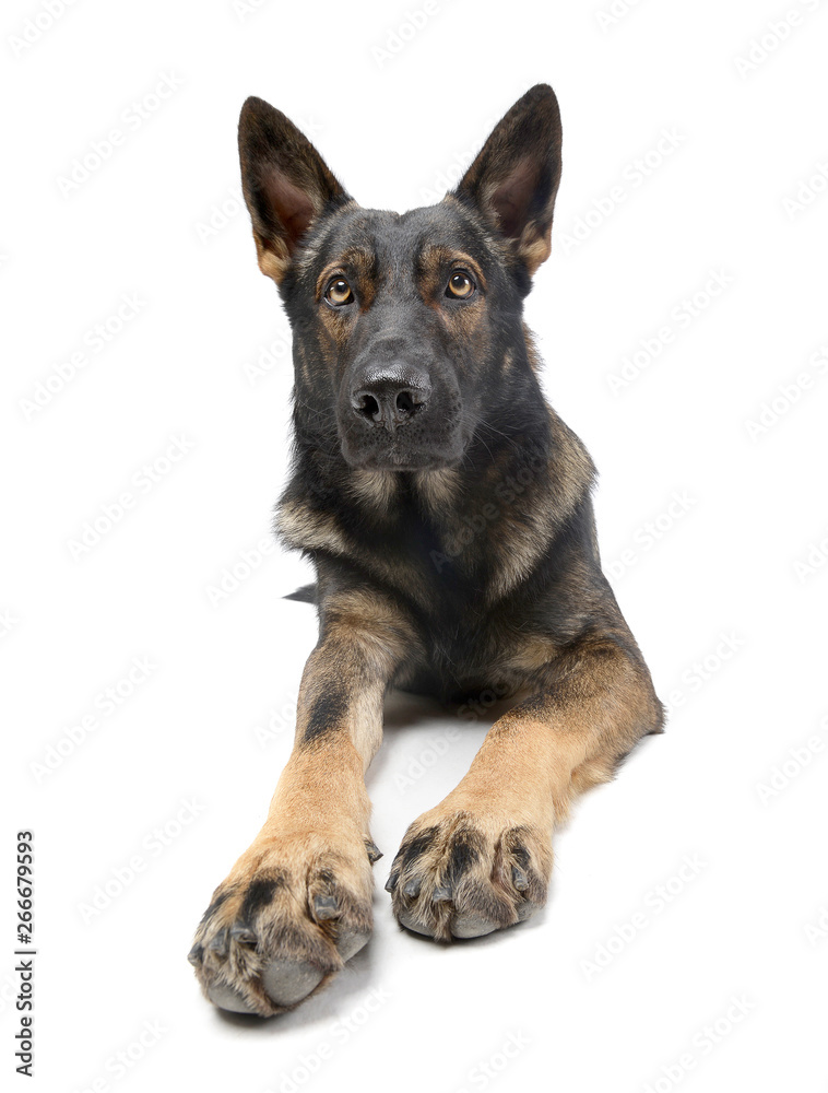 Studio shot of an adorable German Shepherd dog looking up curiously Studio shot of an adorable German Shepherd dog looking up curiously