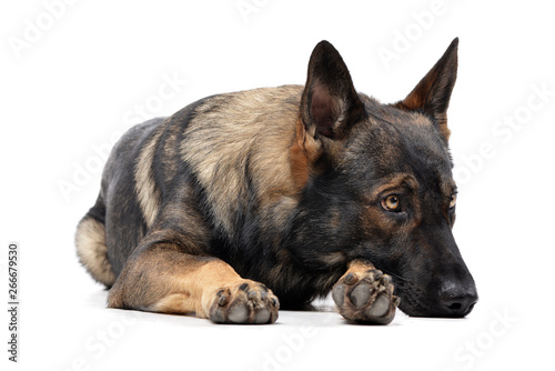 Studio shot of an adorable German Shepherd dog looking sad