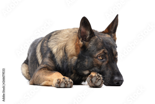 Studio shot of an adorable German Shepherd dog looking sad