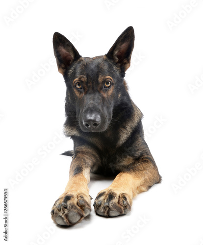 Studio shot of an adorable German Shepherd dog looking curiously at the camera