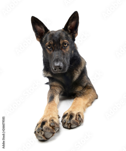 Studio shot of an adorable German Shepherd dog looking curiously at the camera