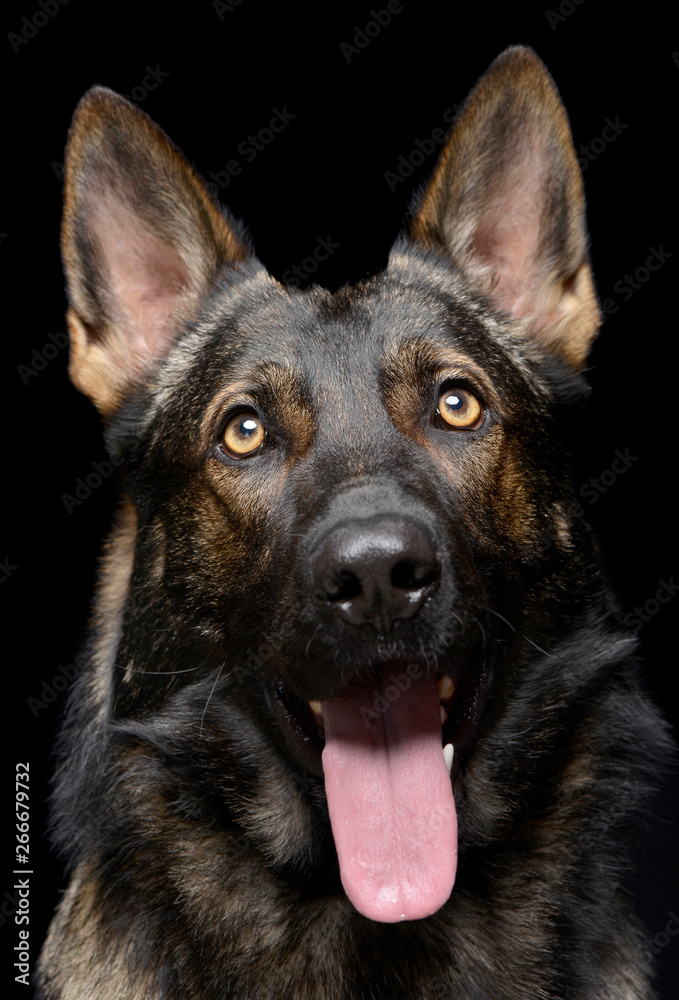 Portrait of an adorable German Shepherd dog looking curiously at the camera