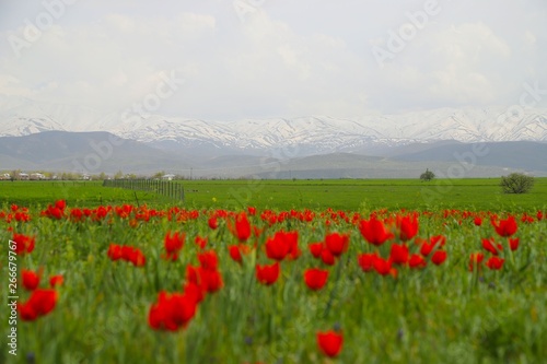 Beautiful tulip flower and green leaf background in the garden at sunny summer or spring day.