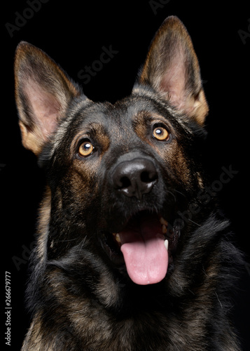 Portrait of an adorable German Shepherd dog looking up curiously