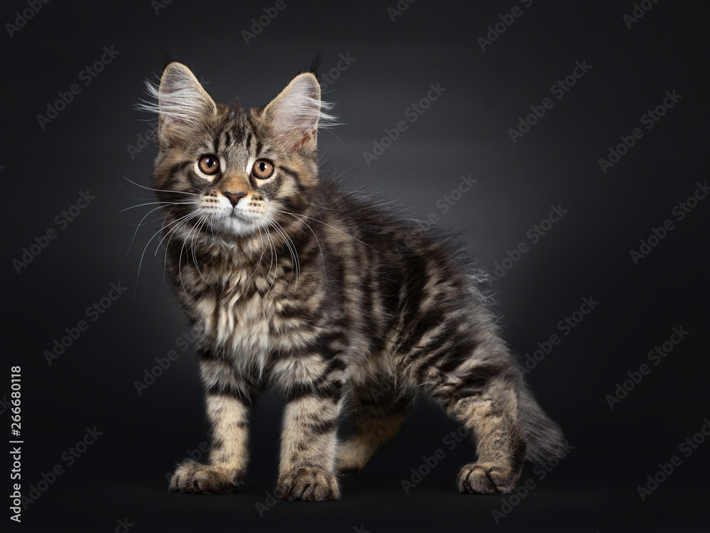 Cute black tabby Maine Coon kitten, standing side ways. Looking at lens with brown eyes. Isolated on black background.