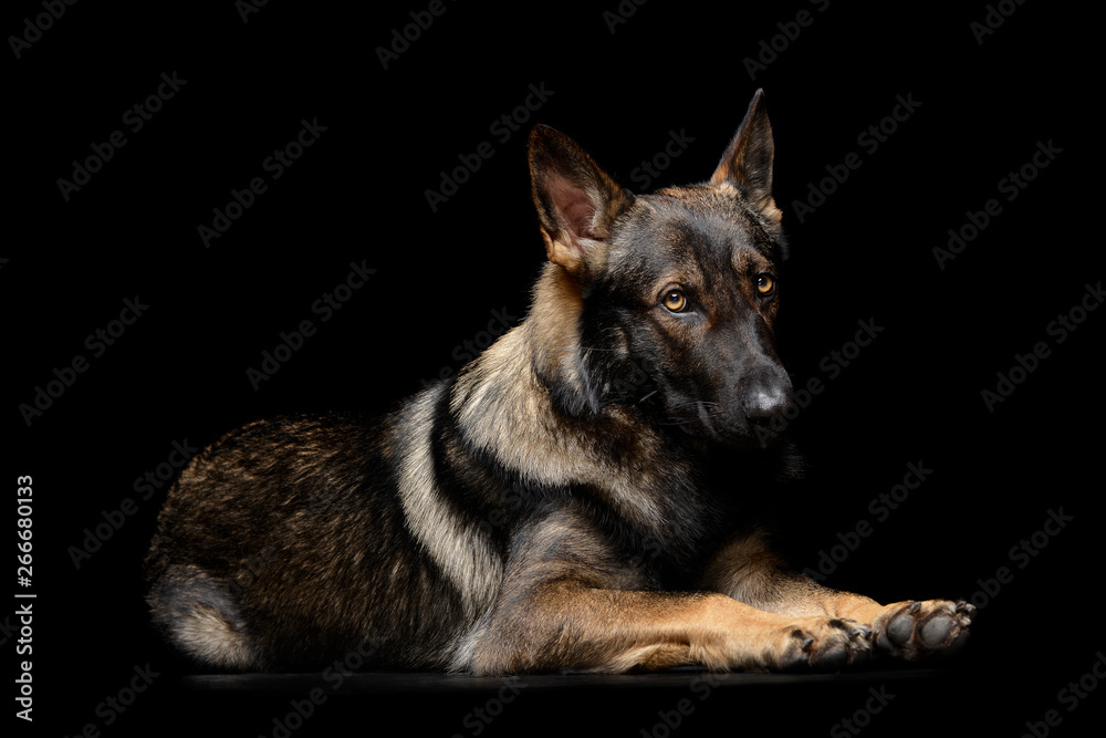 Studio shot of an adorable German Shepherd dog looking shy
