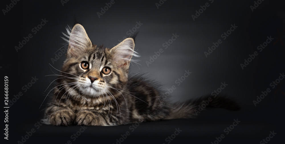 Cute black tabby Maine Coon kitten, laying down side ways. Looking straight at lens with brown eyes. Isolated on black background.