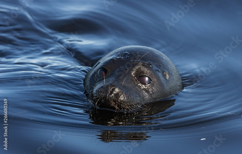 The Ladoga ringed seal swimming in the water. Front view. Blue water background. Scientific name: Pusa hispida ladogensis. The Ladoga seal in a natural habitat. Summer season. Ladoga Lake. Russia