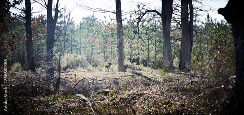 A LA CHASSE