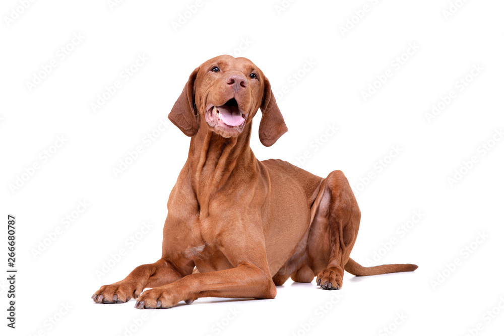 Studio shot of an adorable magyar vizsla looking satisfied