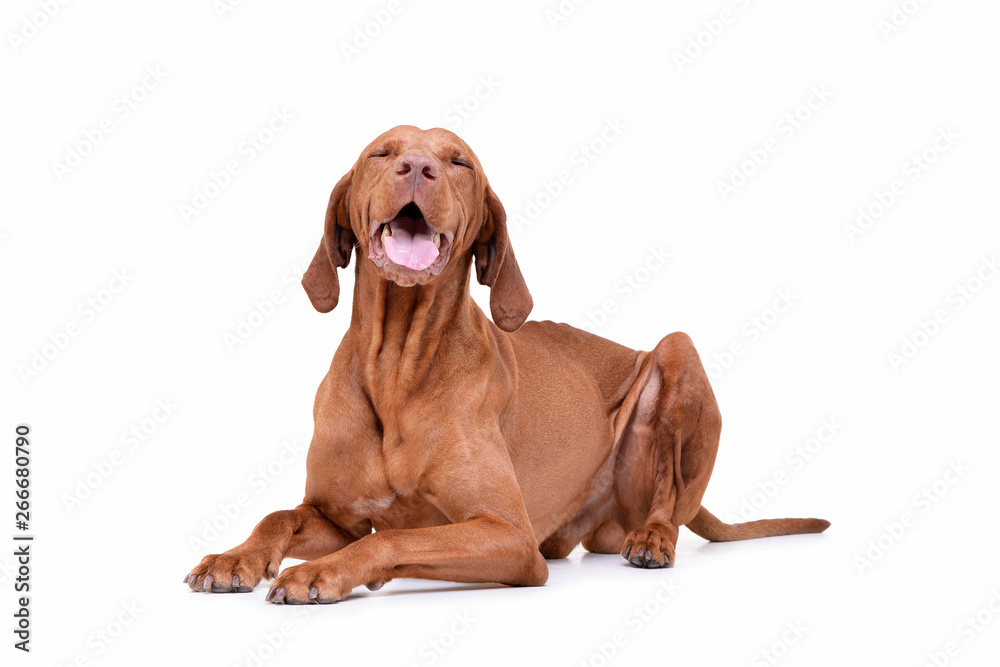 Studio shot of an adorable magyar vizsla looking satisfied