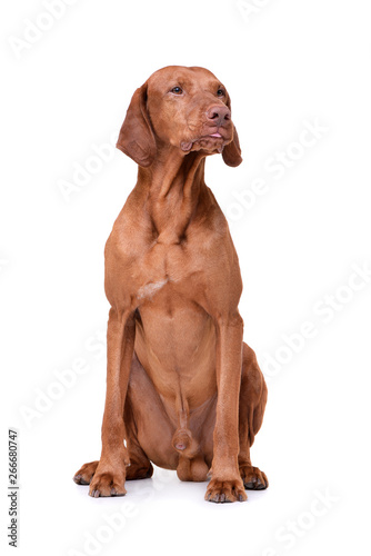 Studio shot of an adorable magyar vizsla looking curiously