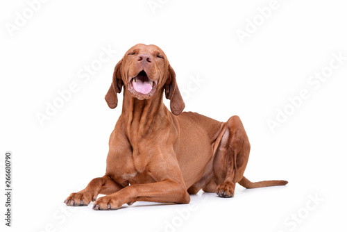 Obraz na płótnie Studio shot of an adorable magyar vizsla looking satisfied w salonie