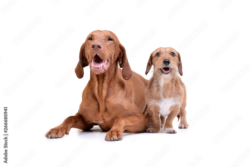 Studio shot of an adorable magyar vizsla and a wire haired dachshund mix dog