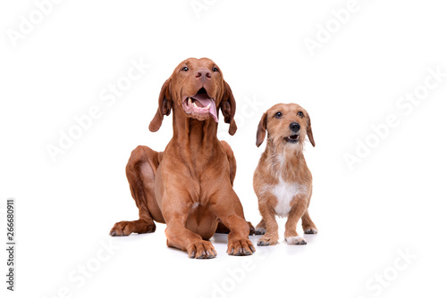 Studio shot of an adorable magyar vizsla and a wire haired dachshund mix dog