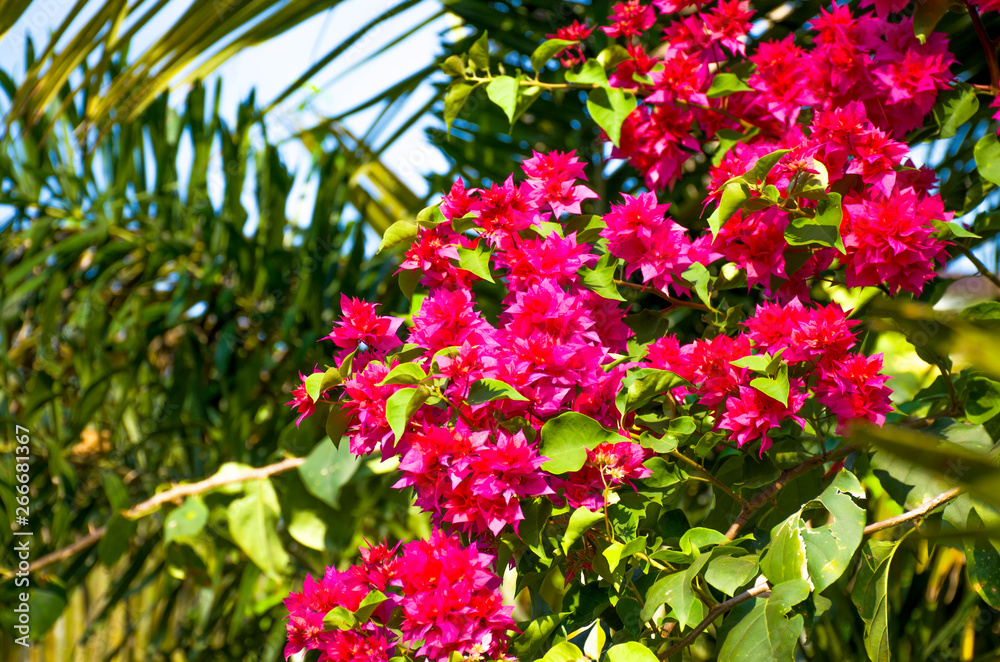 Flowers of Asia Pink Bougainville glabra with leaves 