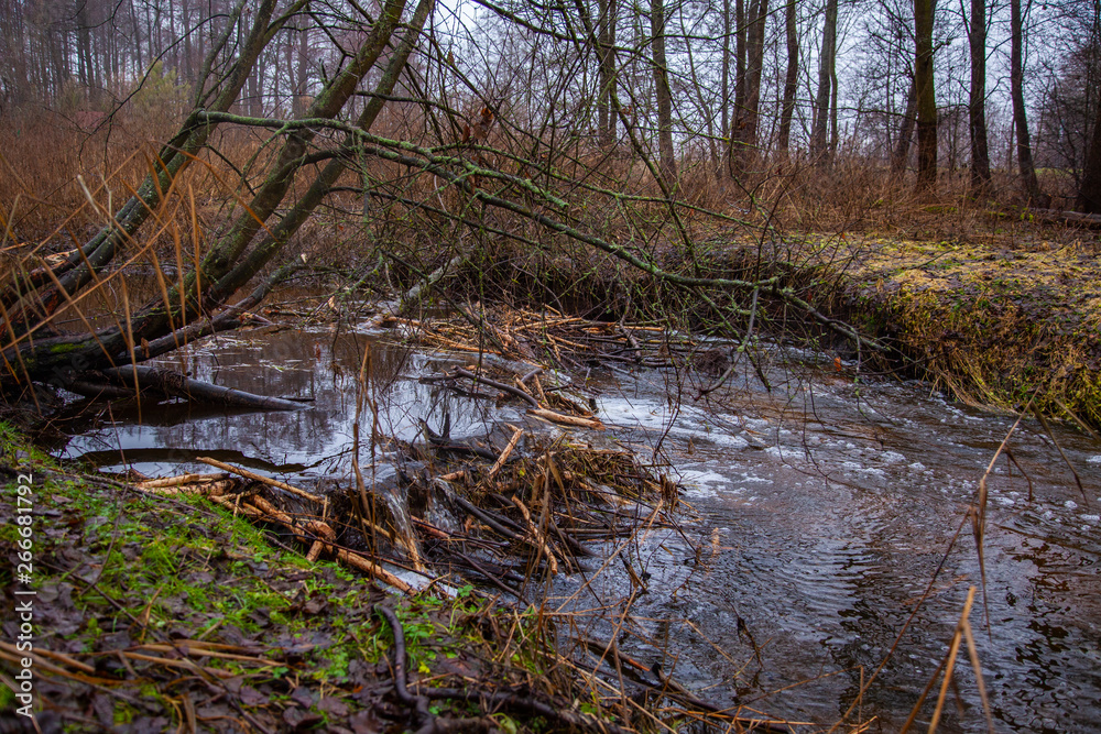 dam of beavers made on the river, view from the side dam of beavers made on the river, view from the side