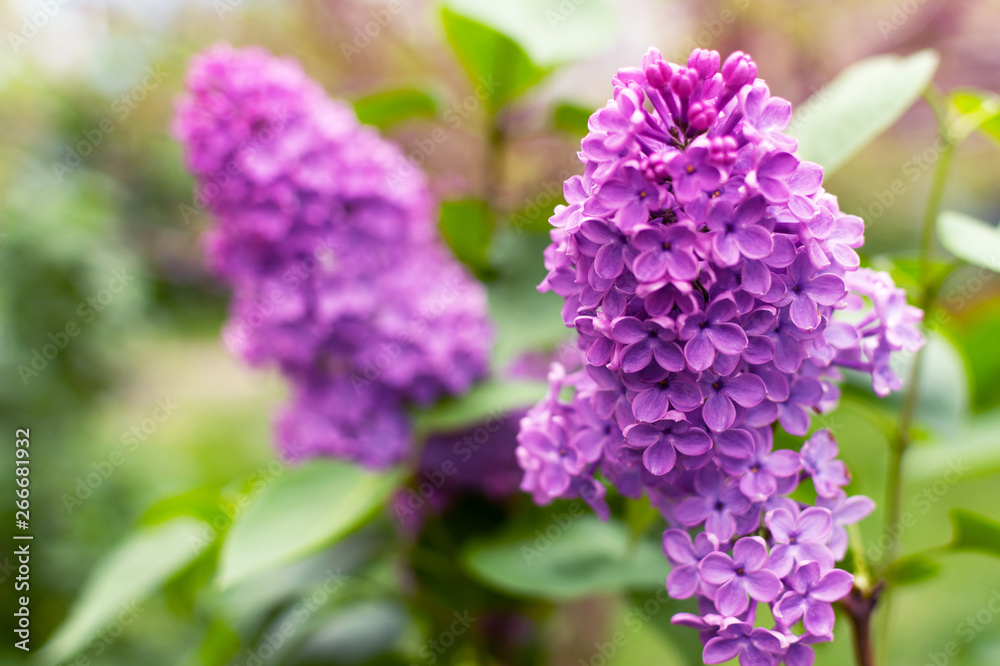 Beautiful blooming violet lilac flower in a garden closeup. Lilac spring flowers bunch. Spring blossom. Beautiful blooming violet lilac flower in a garden closeup. Lilac spring flowers bunch. Spring blossom.