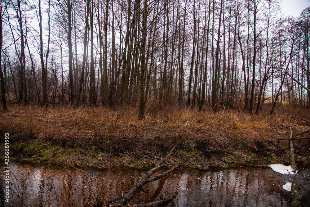 trees in the forest during the rainy season