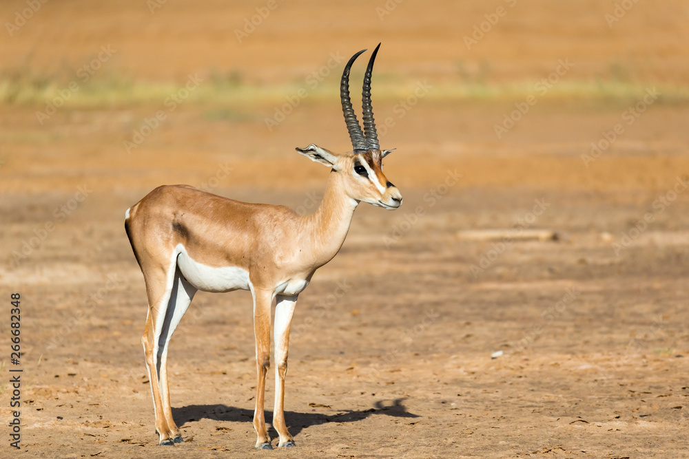 A Grant Gazelle stands in the middle of the grassy landscape of Kenya A Grant Gazelle stands in the middle of the grassy landscape of Kenya