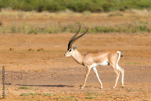 A Grant Gazelle stands in the middle of the grassy landscape of Kenya