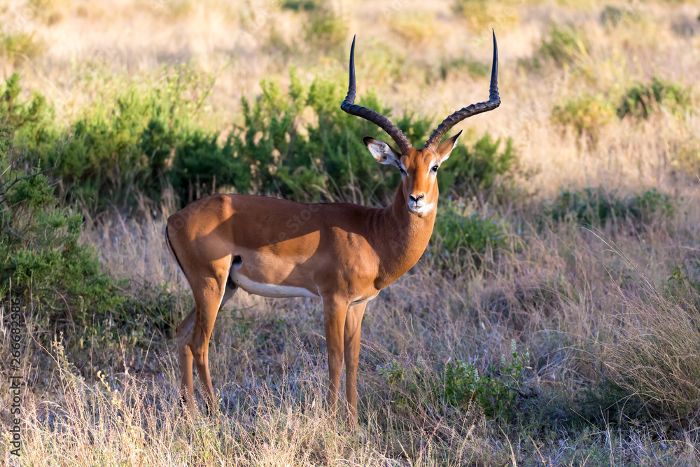 Naklejka premium A portrait of an Impala antelope in the savannah of Kenya