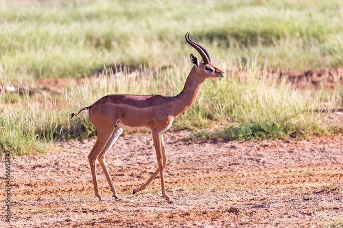 A Grant Gazelle stands in the middle of the grassy landscape of Kenya photo