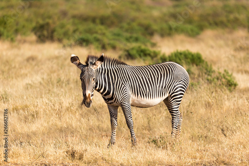 A Grevy Zebra is grazing in the countryside of Samburu in Kenya