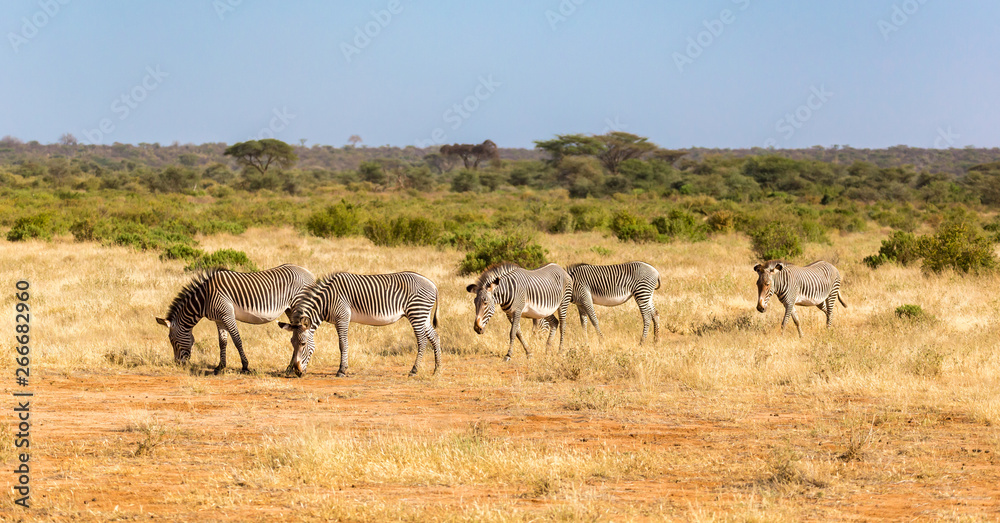 Large herd with zebras grazing in the savannah of Kenya