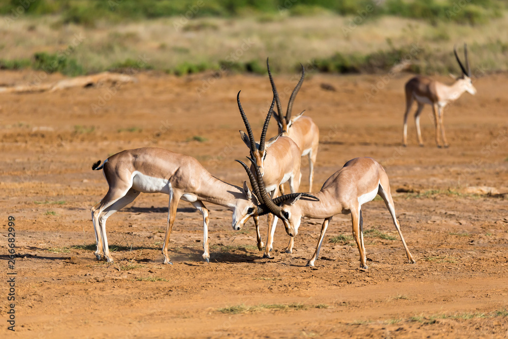 Fototapeta premium A battle of two Grant Gazelles in the savannah of Kenya