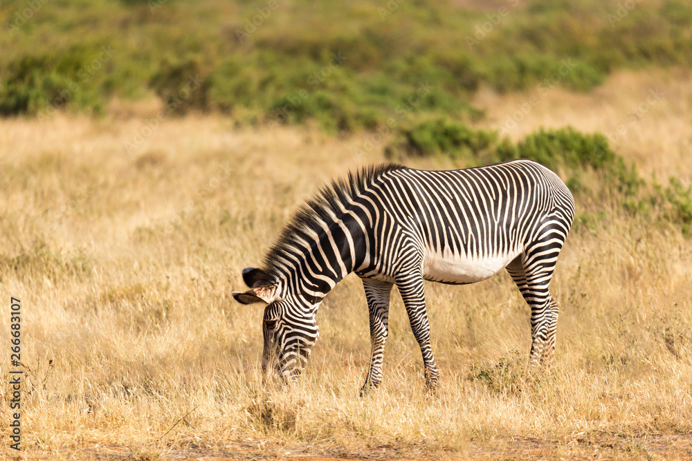 A Grevy Zebra is grazing in the countryside of Samburu in Kenya A Grevy Zebra is grazing in the countryside of Samburu in Kenya