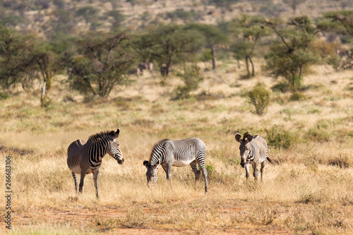 Large herd with zebras grazing in the savannah of Kenya